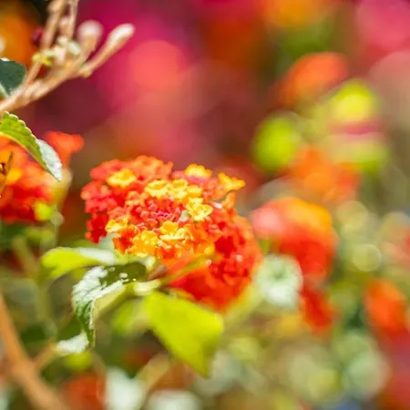 Elaia וילה אמופי