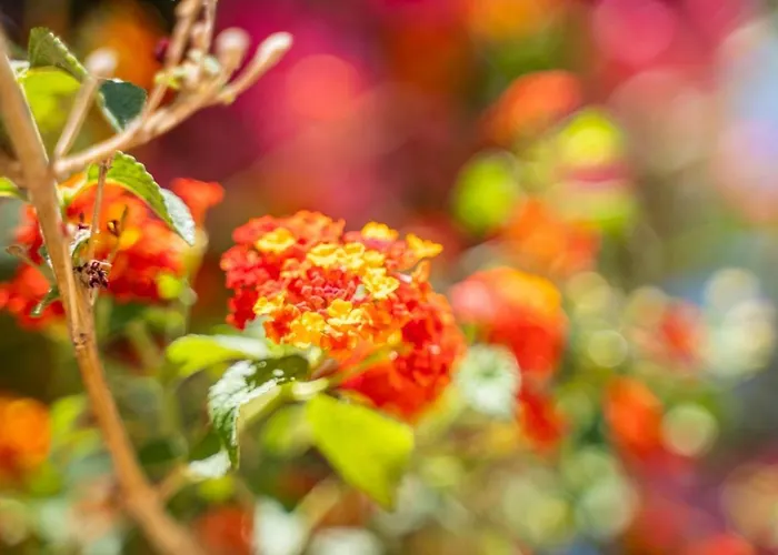 Elaia فيلة أموبي